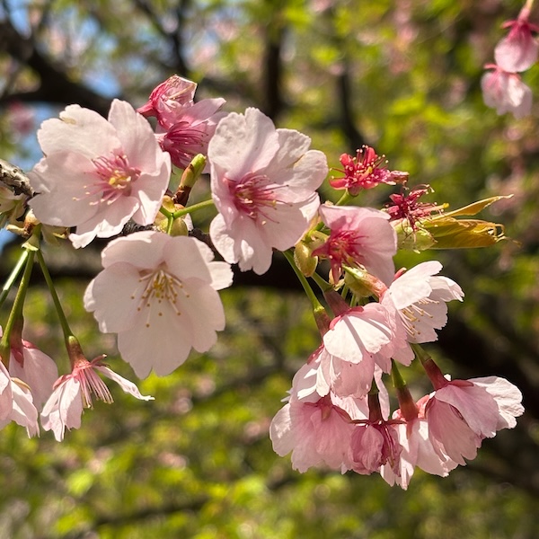 大寒桜