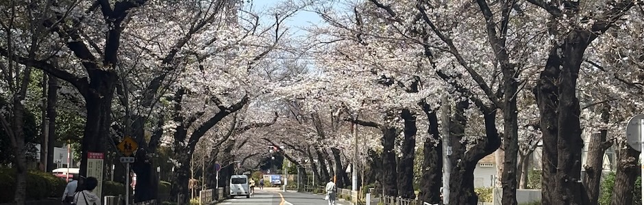 桜並木