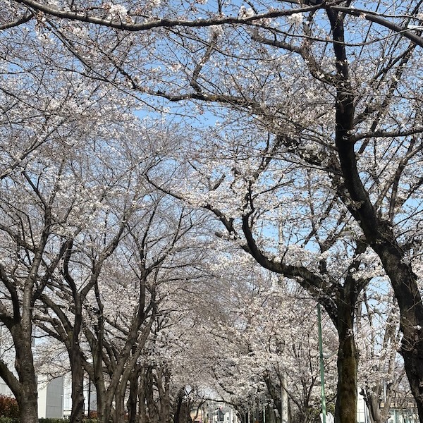桜並木