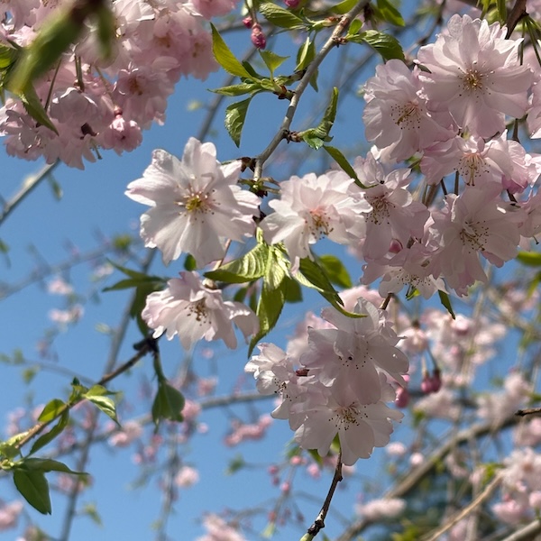 桜の花