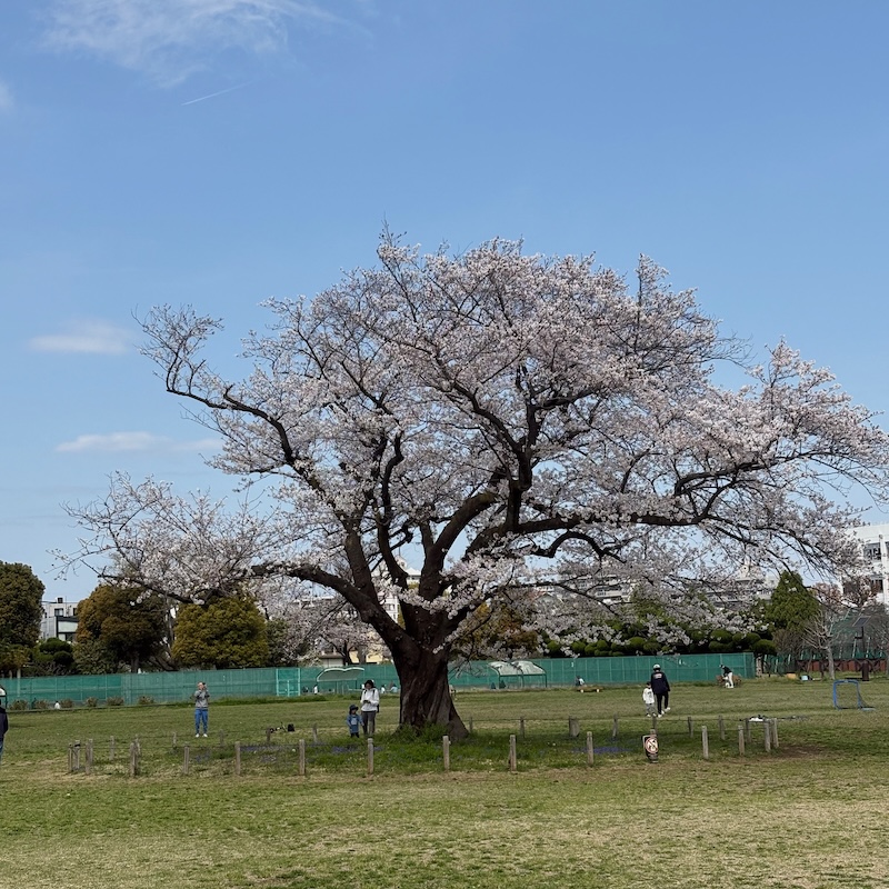 武蔵野中央公園の桜