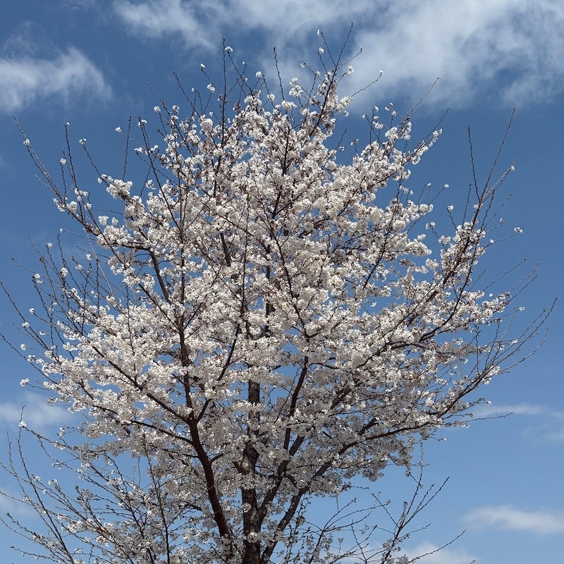 市営プールの桜