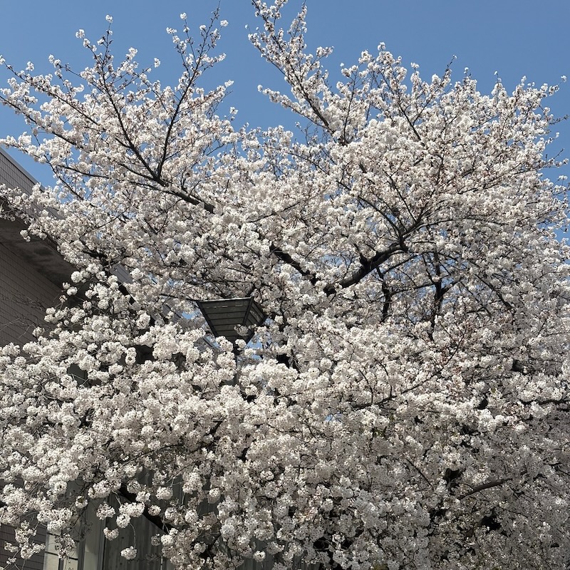 中学校前の桜