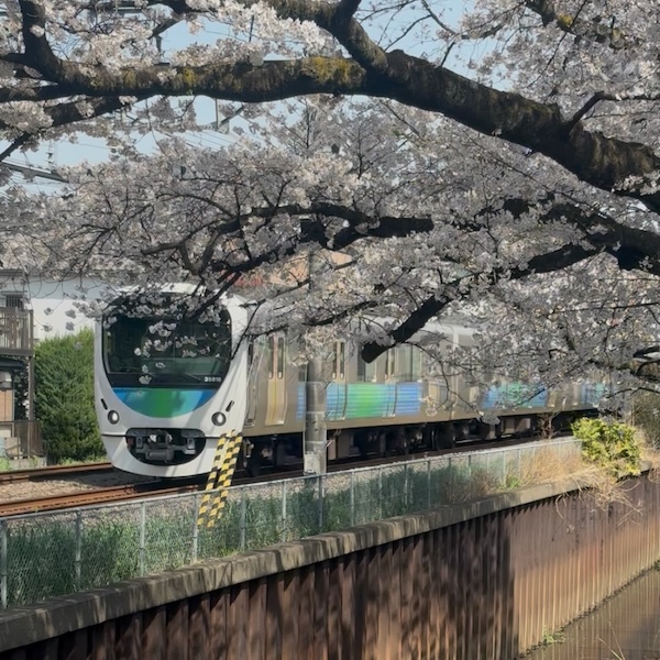 西武新宿線と桜