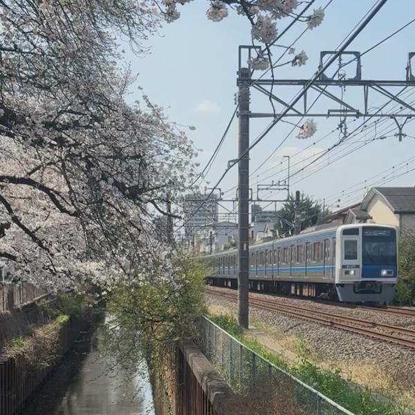 西武新宿線と桜