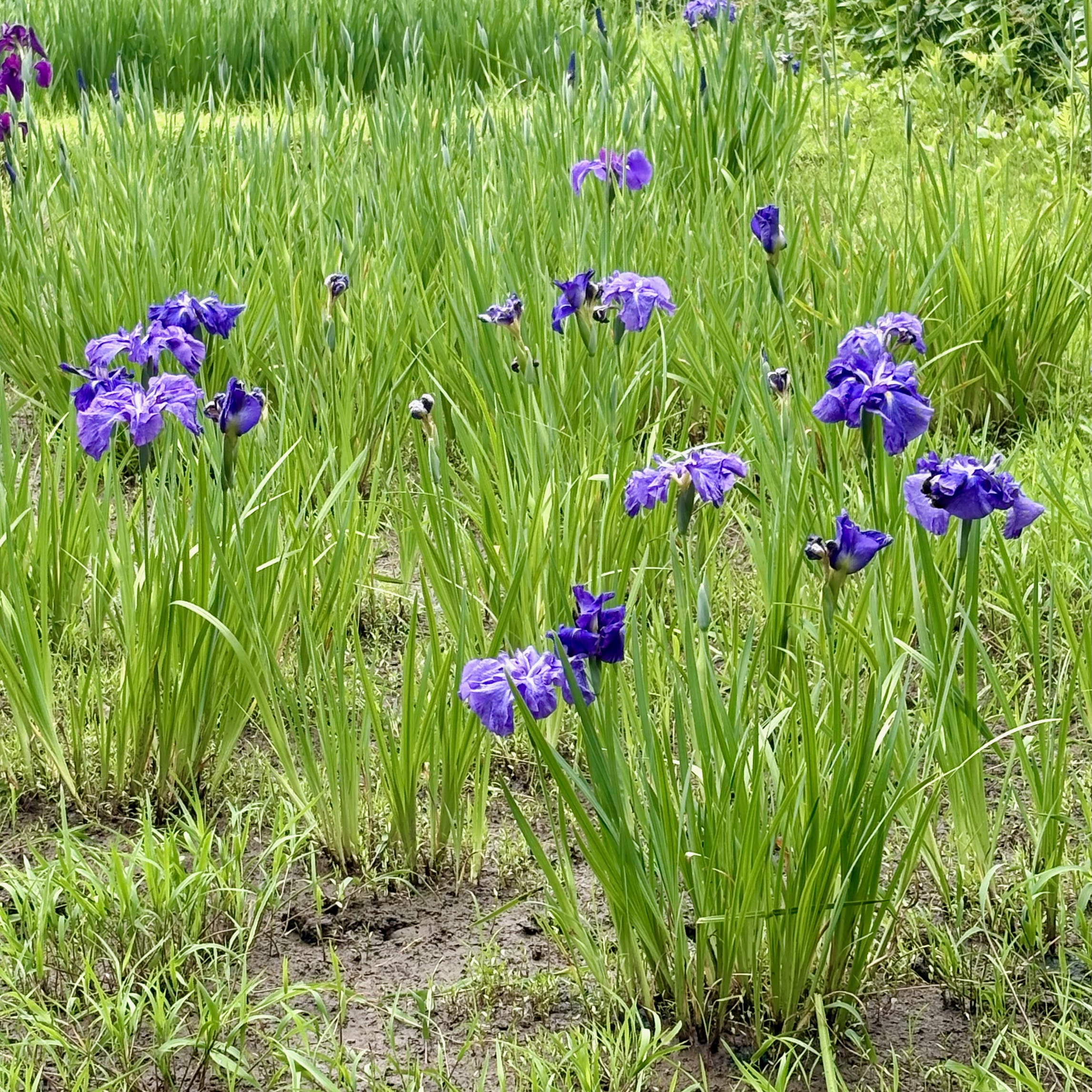 花菖蒲