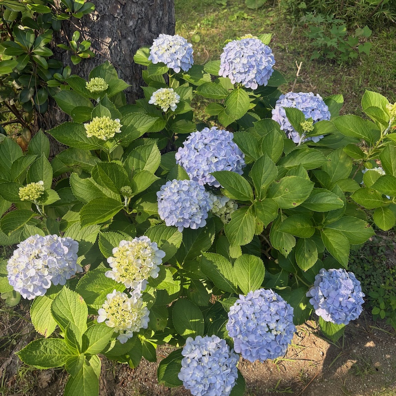 あじさい