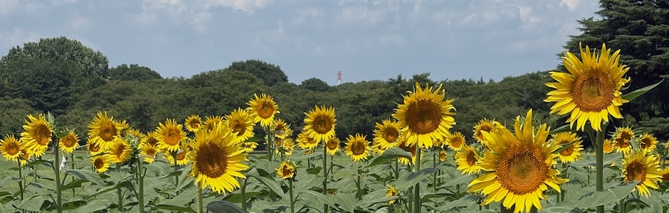 ひまわり畑