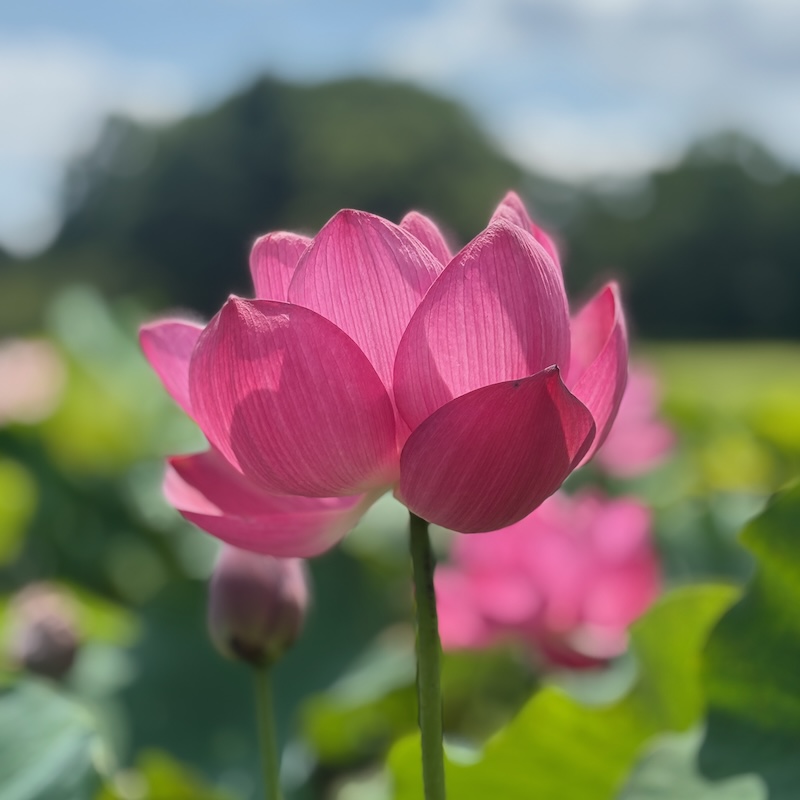 赤いハスの花