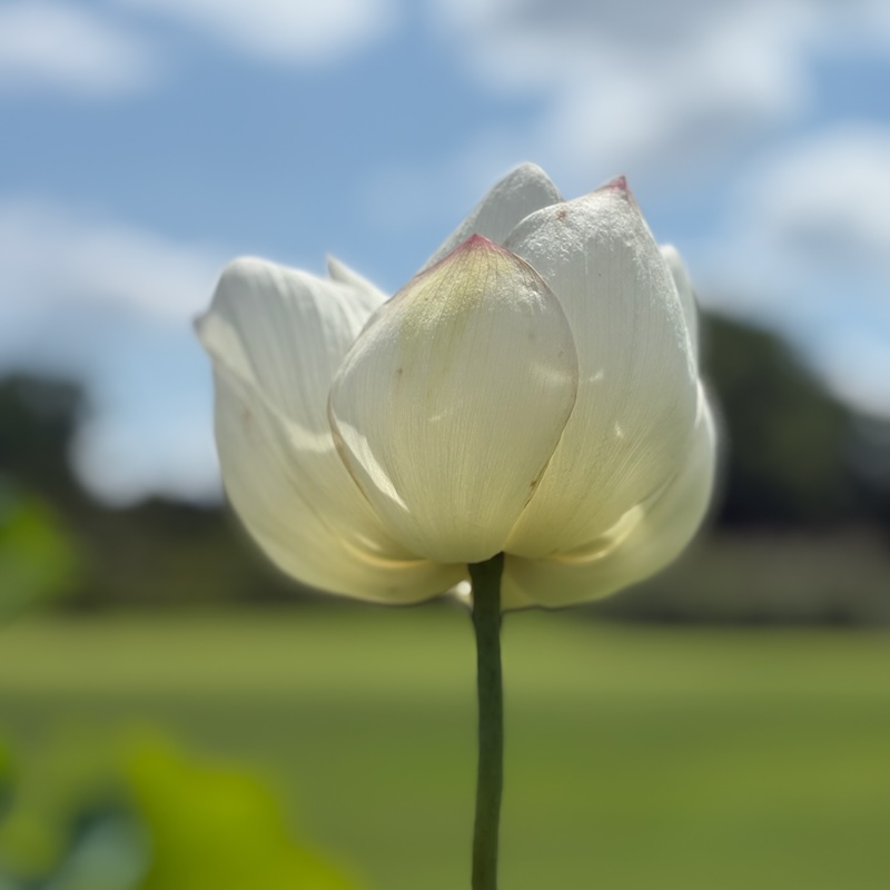白いハスの花