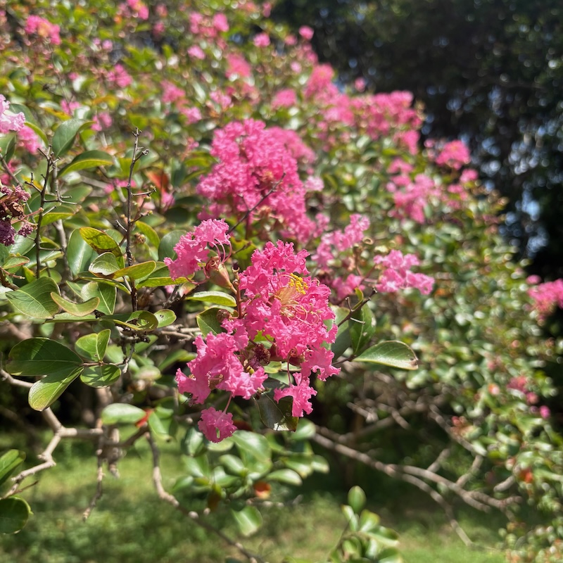 サルスベリの花