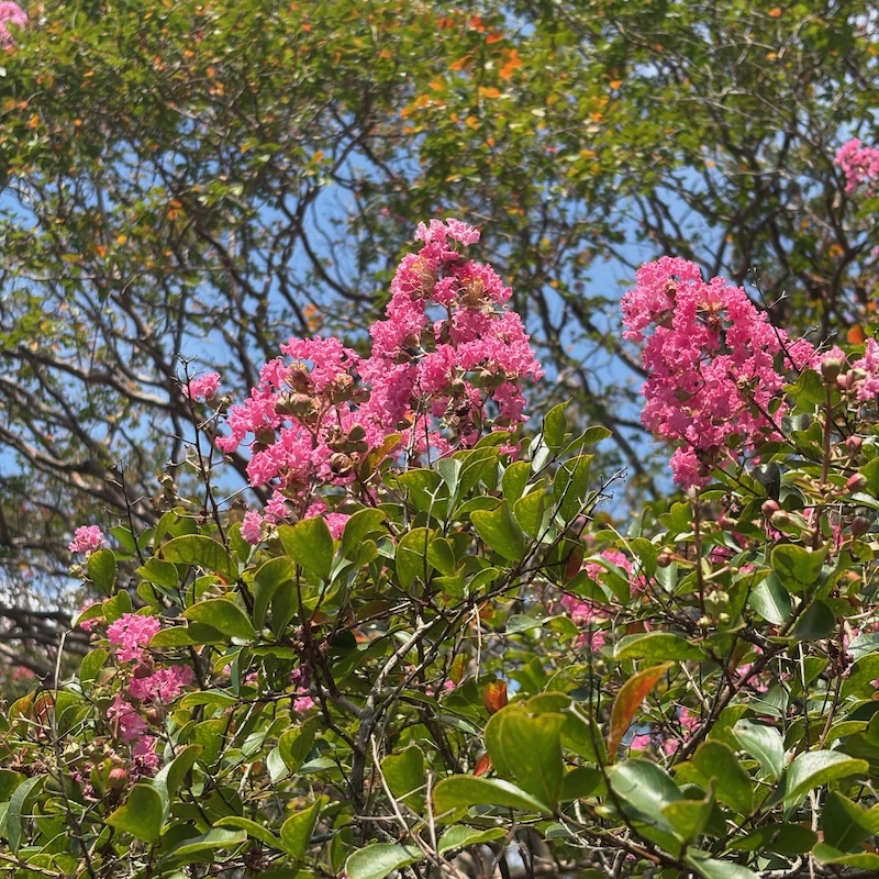 サルスベリの花