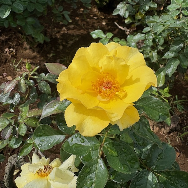 黄色いバラ、サン・フレーア