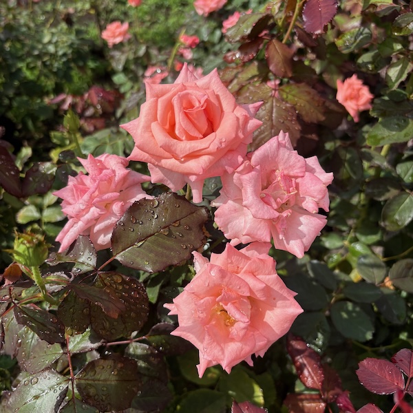 ピンクのバラ、チェリッシュ