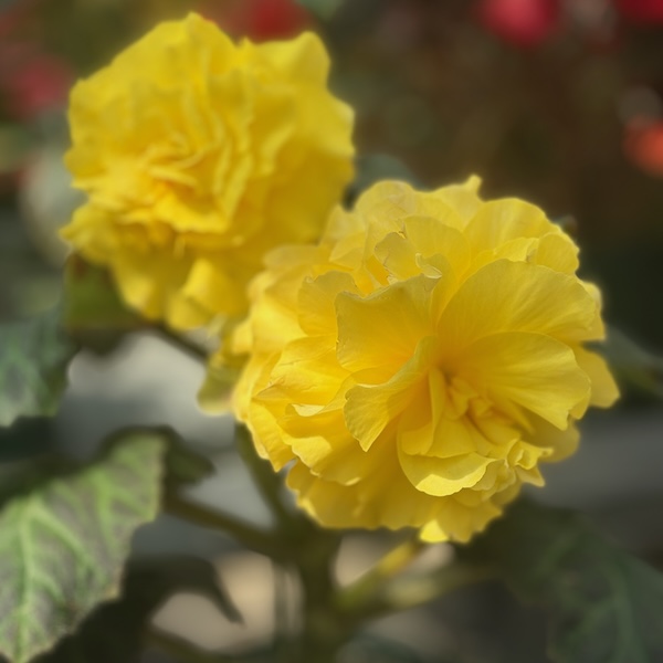 黄色いベゴニア