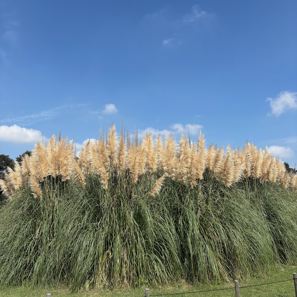 パンパスグラス