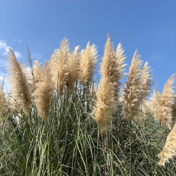 パンパスグラス