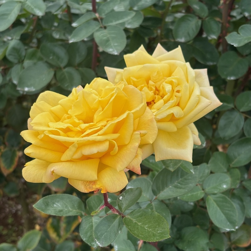 ゴールドクローネ