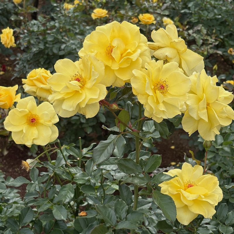 サン・フレーア