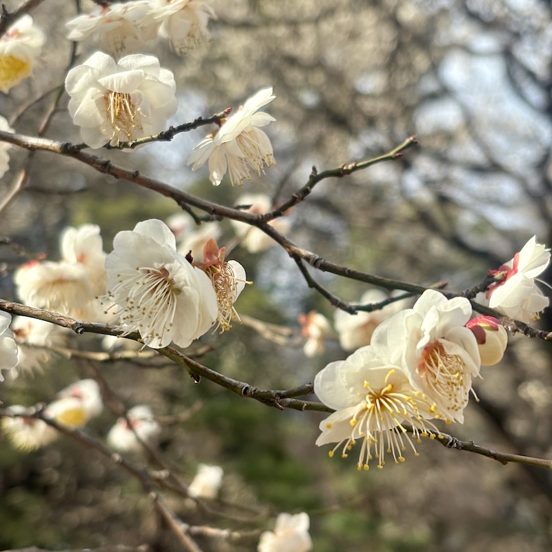 白梅・八重冬至