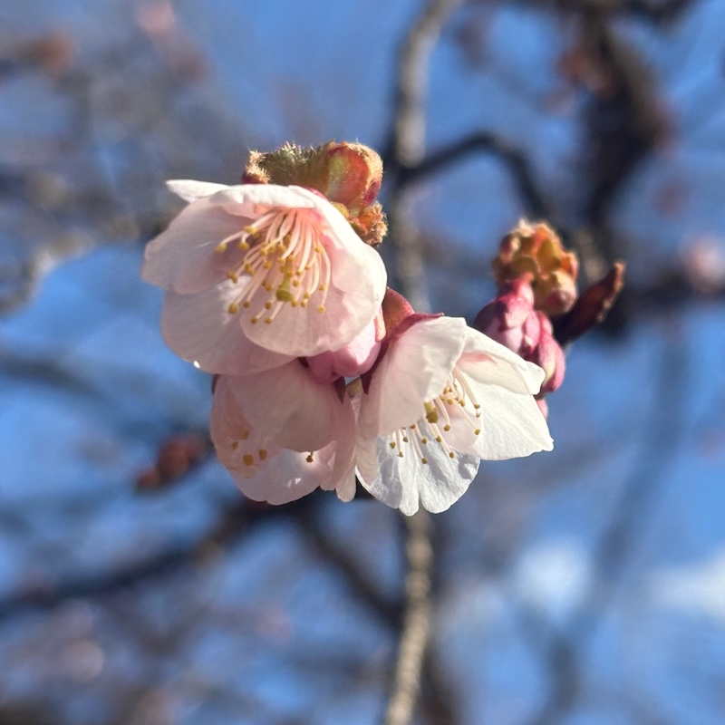 寒桜