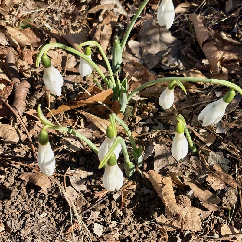 スノードロップ