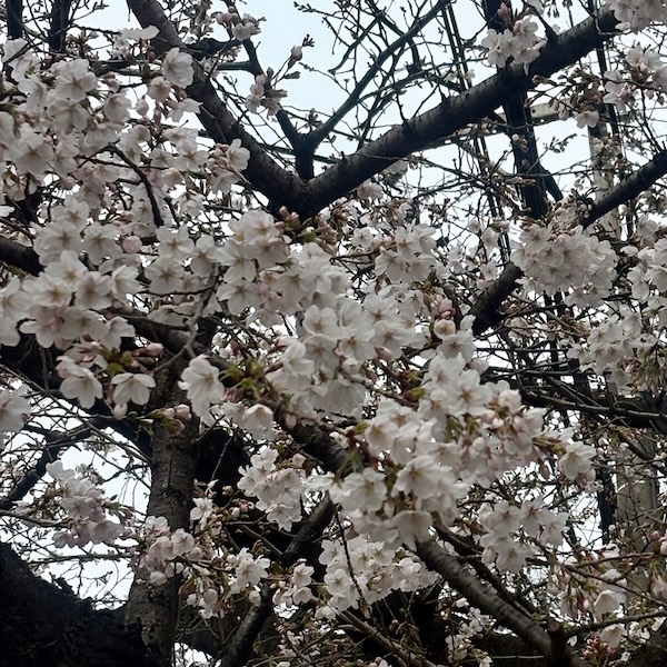 桜