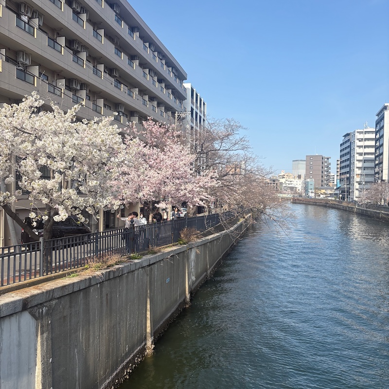 大岡川沿いの桜