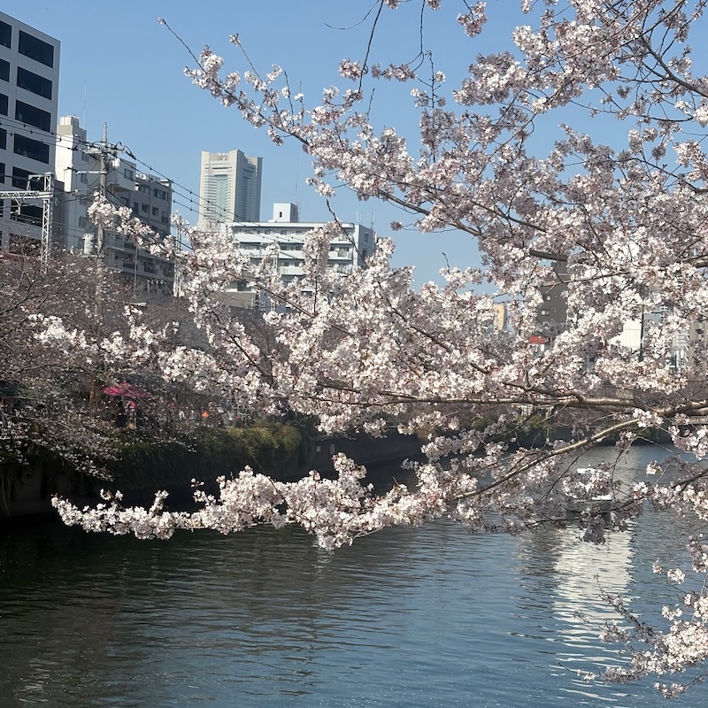 大岡川沿いの桜