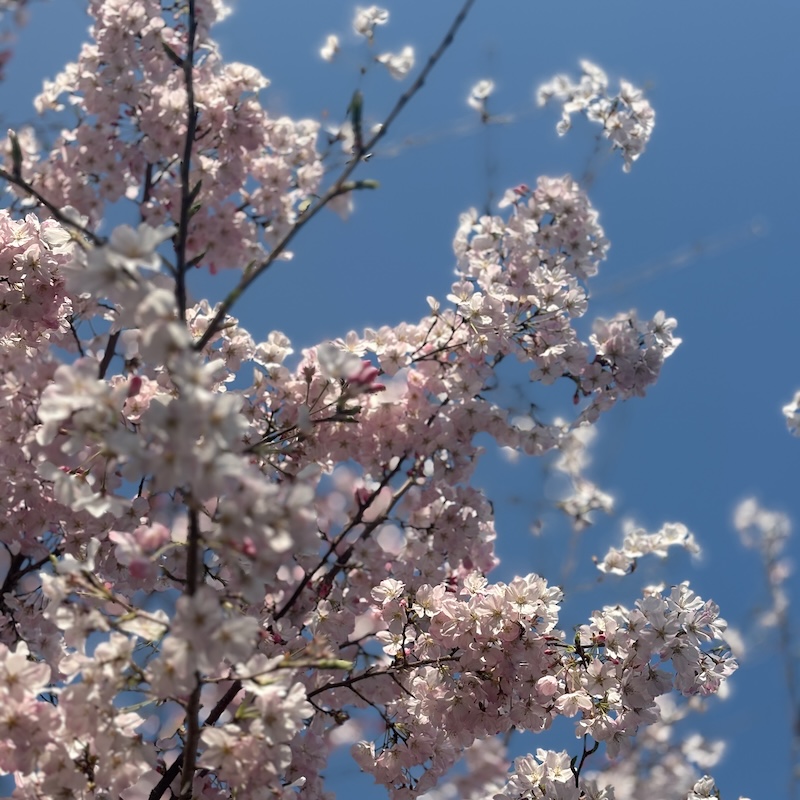 満開の桜