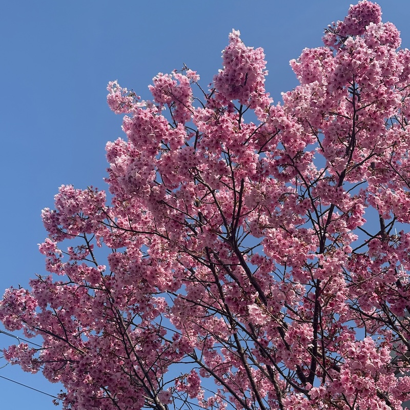 陽光桜