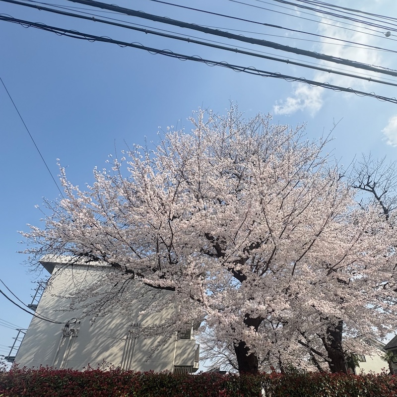 見上げた桜