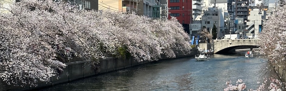 満開の桜
