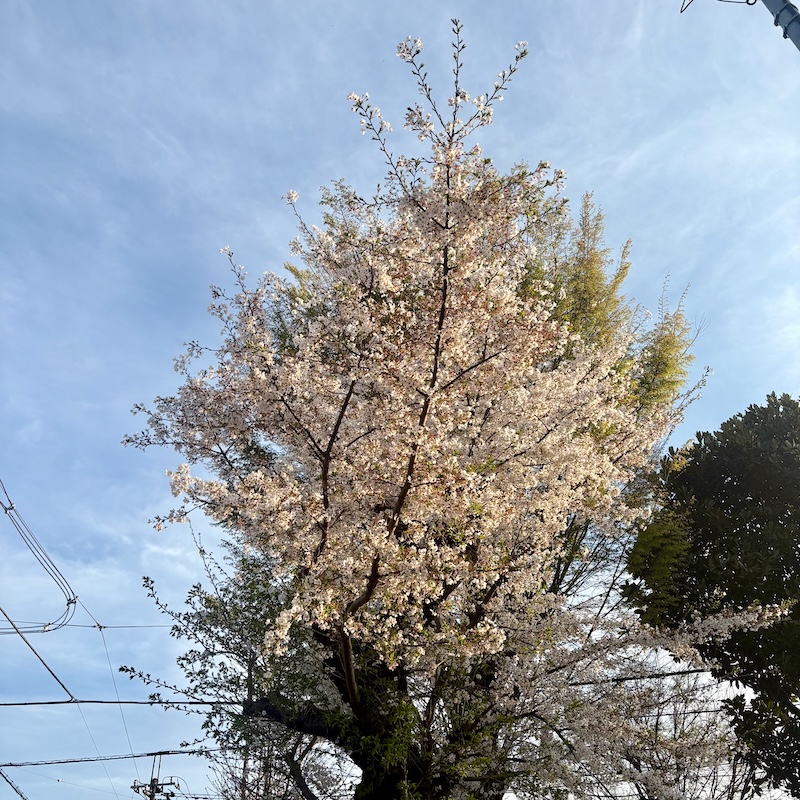 家の前の駐車場の桜
