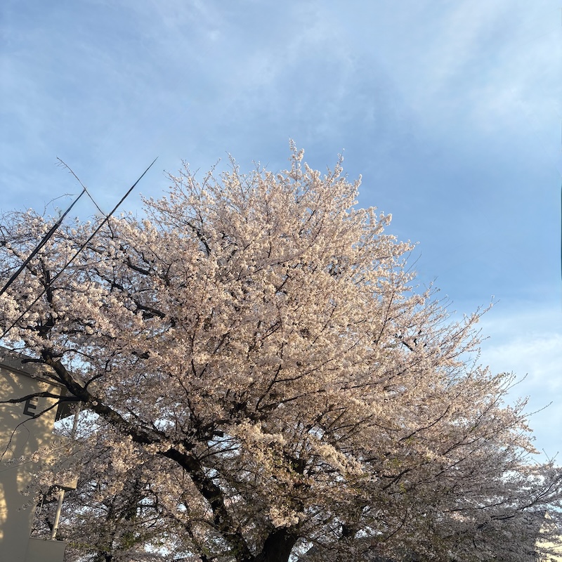 バス停近くの桜