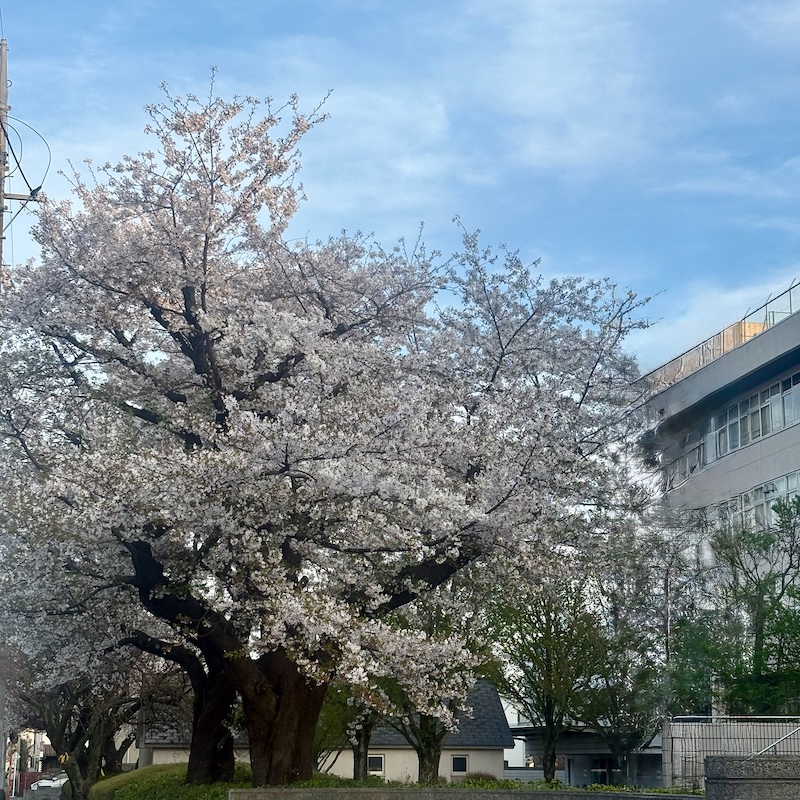 校門前の桜