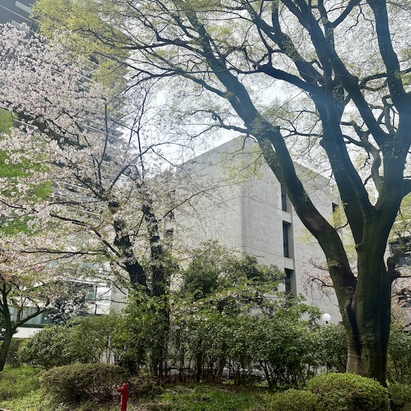 桜と学習院大学ミュージアム