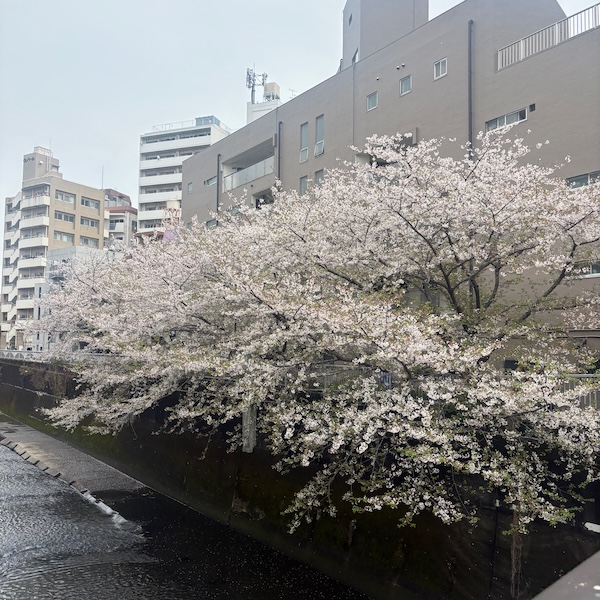 神田川沿いの桜