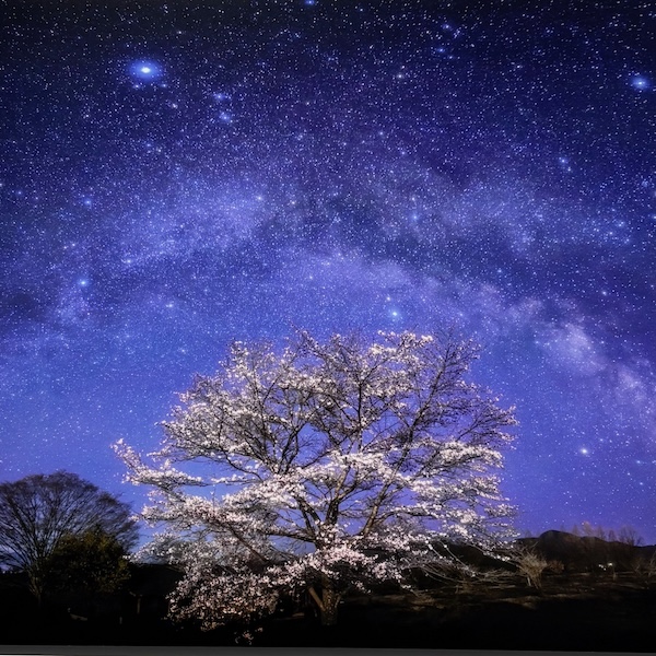 桜と星空