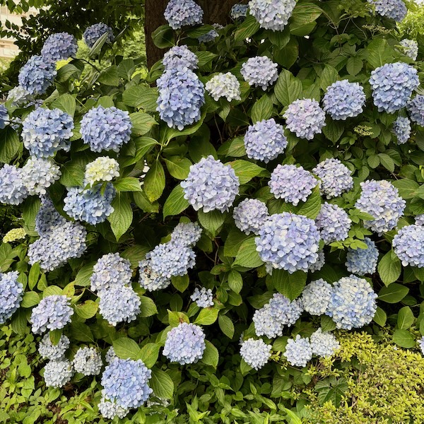 青と紫のアジサイ