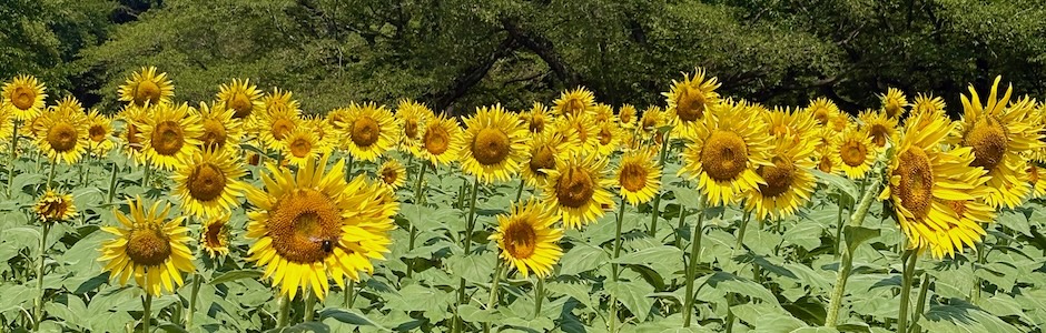 国営昭和記念公園のひまわり