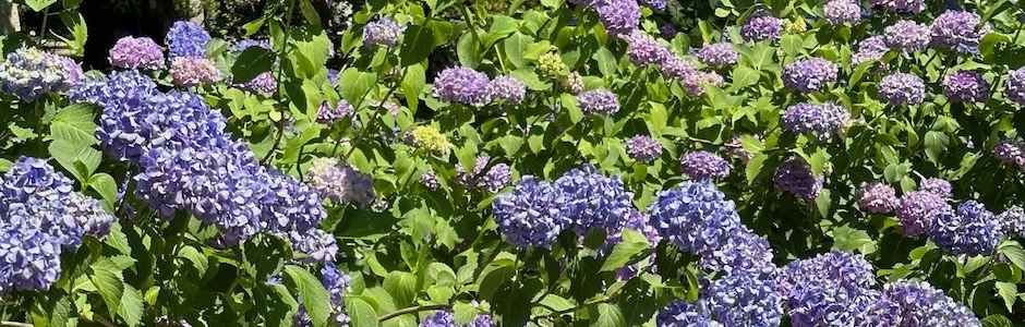 六義園のアジサイ