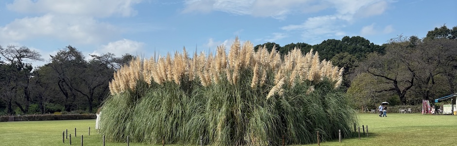 神代植物公園のパンパスグラス