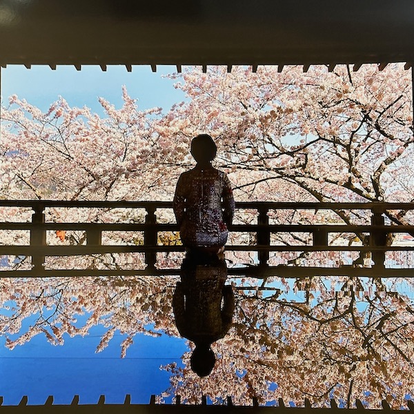京都の桜