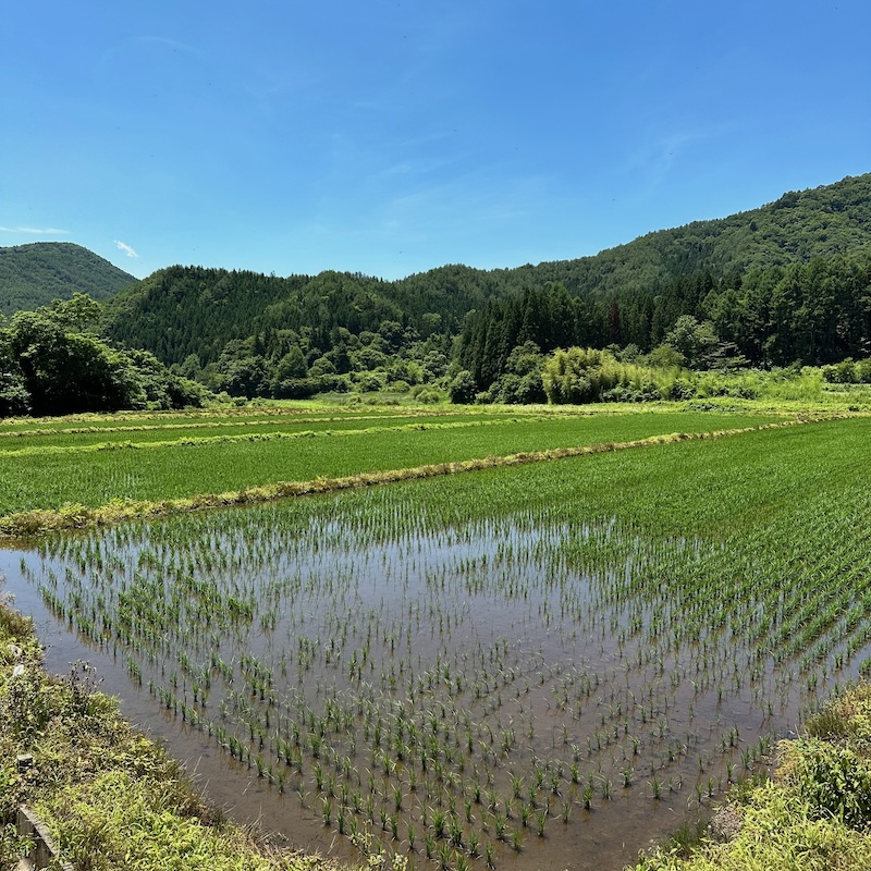 田んぼ