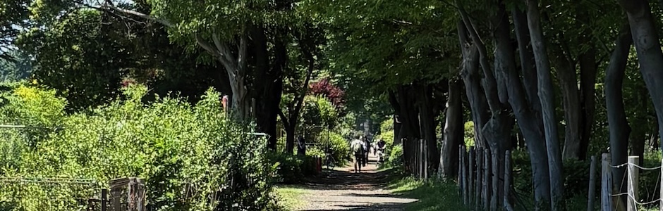 公園の散歩道