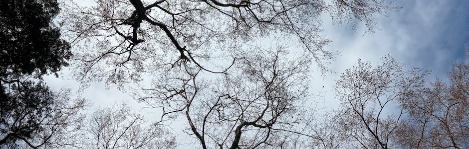 雑木林を見上げて、神代植物公園