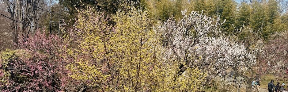 神代植物公園、うめ園