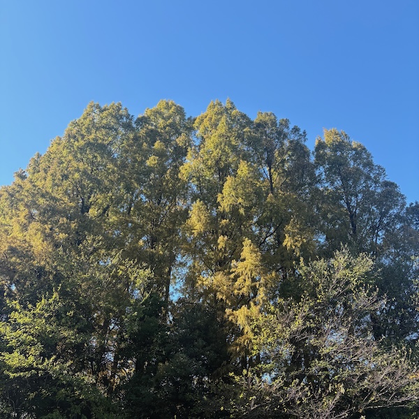 武蔵関公園のメタセコイア