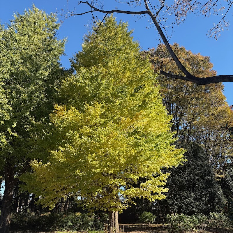 銀杏